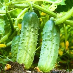 Marketmore Cucumber Live Plant - 4 Inch Pot - Slicing Vegetable Vine - 4-6 Inch Tall - Image 3
