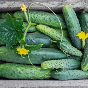 Marketmore Cucumber Live Plant - 4 Inch Pot - Slicing Vegetable Vine - 4-6 Inch Tall - Image 4