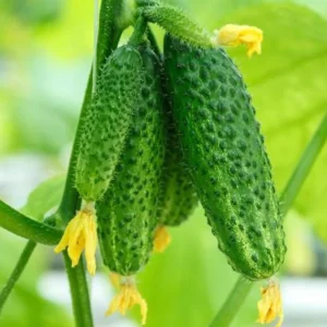 Marketmore Cucumber Live Plant - 4 Inch Pot - Slicing Vegetable Vine - 4-6 Inch Tall - Image 5