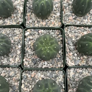 Matucana Madisoniorum Albiflora Rare Cactus Live Plant 4 Inch Pot - Image 2