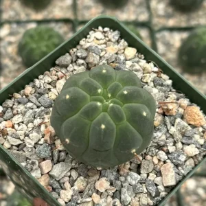 Matucana Madisoniorum Albiflora Rare Cactus Live Plant 4 Inch Pot - Image 3