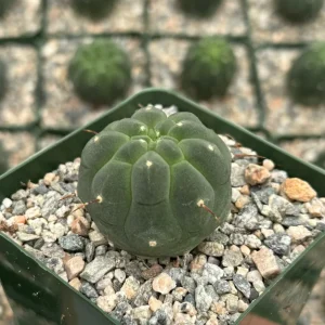 Matucana Madisoniorum Albiflora Rare Cactus Live Plant 4 Inch Pot - Image 4