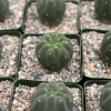 Matucana Madisoniorum Albiflora Rare Cactus Live Plant 4 Inch Pot - Image 1