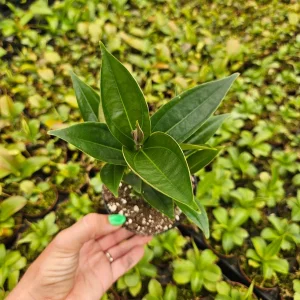 Medinilla Myriantha Live Plant - Malaysian Orchid, Pink Blooms, 4 Inch Pot, Indoor - Image 2