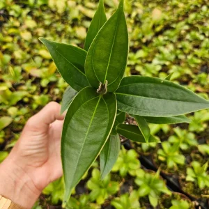Medinilla Myriantha Live Plant - Malaysian Orchid, Pink Blooms, 4 Inch Pot, Indoor - Image 3