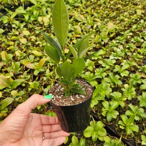 Medinilla Myriantha Live Plant - Malaysian Orchid, Pink Blooms, 4 Inch Pot, Indoor - Image 4