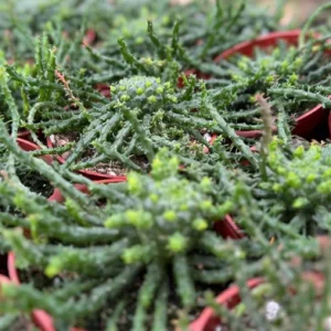 Medusa's Head Live Plant - Euphorbia Flanaganii Succulent 4 Inch, 6 Inch Pot - Image 3
