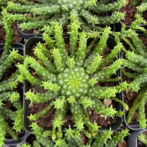 Medusa's Head Live Plant - Euphorbia Flanaganii Succulent 4 Inch, 6 Inch Pot - Image 4
