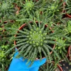 Medusa's Head Live Plant - Euphorbia Flanaganii Succulent 4 Inch, 6 Inch Pot - Image 1
