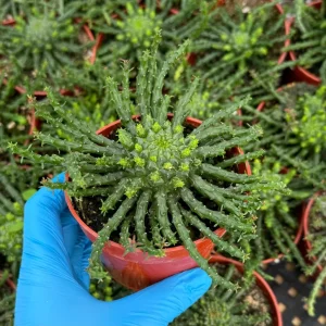 Medusa's Head Plant Euphorbia Flanaganii Live Succulent 4 or 6 Inch Pot - Image 2
