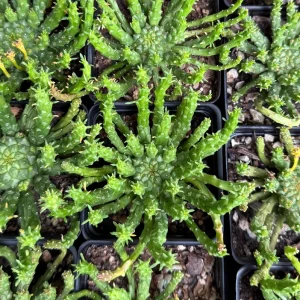 Medusa's Head Plant Euphorbia Flanaganii Live Succulent 4 or 6 Inch Pot - Image 5