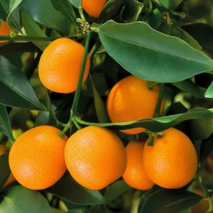 Meiwa Kumquat Plant - Live Fruit Tree, 1-3 Inch Tall, 1 Gallon Pot, Sweet Kumquats, Fragrant Blooms - Image 2