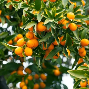 Meiwa Kumquat Plant - Live Fruit Tree, 1-3 Inch Tall, 1 Gallon Pot, Sweet Kumquats, Fragrant Blooms - Image 3