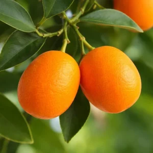 Meiwa Kumquat Plant - Live Fruit Tree, 1-3 Inch Tall, 1 Gallon Pot, Sweet Kumquats, Fragrant Blooms - Image 4