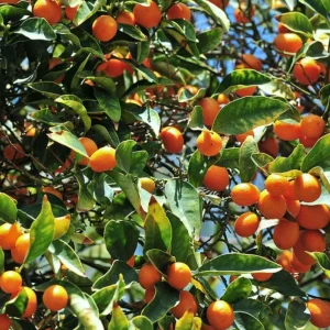 Meiwa Kumquat Plant - Live Fruit Tree, 1-3 Inch Tall, 1 Gallon Pot, Sweet Kumquats, Fragrant Blooms - Image 5
