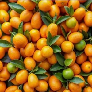Meiwa Kumquat Plant - Live Fruit Tree, 1-3 Inch Tall, 1 Gallon Pot, Sweet Kumquats, Fragrant Blooms - Image 6