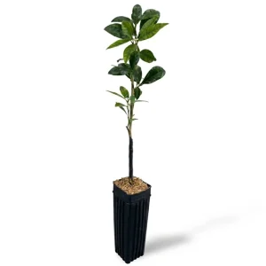 Meiwa Kumquat Plant - Live Fruit Tree, 1-3 Inch Tall, 1 Gallon Pot, Sweet Kumquats, Fragrant Blooms - Image 7