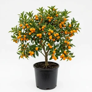 Meiwa Kumquat Plant - Live Fruit Tree, 1-3 Inch Tall, 1 Gallon Pot, Sweet Kumquats, Fragrant Blooms - Image 1