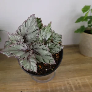 Merengue Rex Begonia Live Plant – 5 Inch Pot – Silver Foliage Houseplant - Image 2