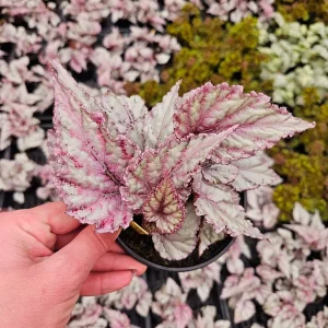 Merengue Rex Begonia Live Plant – 5 Inch Pot – Silver Foliage Houseplant - Image 3
