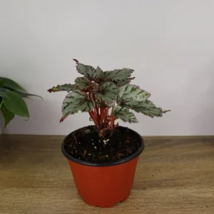 Merengue Rex Begonia Live Plant – 5 Inch Pot – Silver Foliage Houseplant - Image 4
