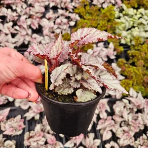 Merengue Rex Begonia Live Plant – 5 Inch Pot – Silver Foliage Houseplant - Image 5