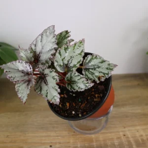 Merengue Rex Begonia Live Plant – 5 Inch Pot – Silver Foliage Houseplant - Image 6