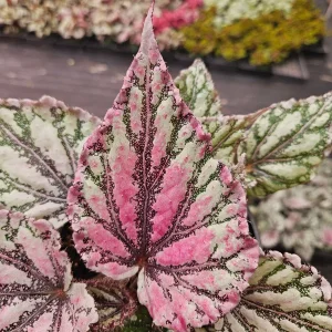 Merengue Rex Begonia Live Plant – 5 Inch Pot – Silver Foliage Houseplant - Image 7