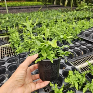 Microsorum scolopendrium 'Laua'e Iki' Fern Live Plant – 4 Inch Pot – Indoor Footed Fern - Image 2