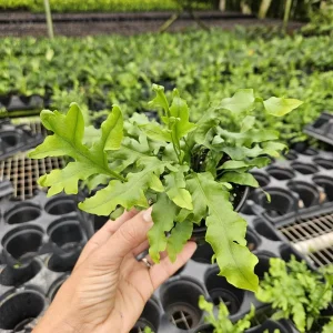Microsorum scolopendrium 'Laua'e Iki' Fern Live Plant – 4 Inch Pot – Indoor Footed Fern - Image 3