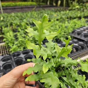 Microsorum scolopendrium 'Laua'e Iki' Fern Live Plant – 4 Inch Pot – Indoor Footed Fern - Image 1