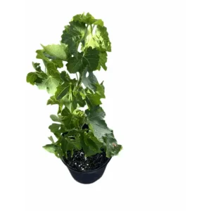 Midgley Grape Vine Live Plant Seedless Purple Blue Grapefruit 1-2 Ft Tall in Gallon Pot - Image 2