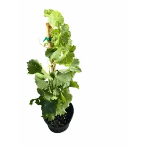 Midgley Grape Vine Live Plant Seedless Purple Blue Grapefruit 1-2 Ft Tall in Gallon Pot - Image 3