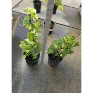 Midgley Grape Vine Live Plant Seedless Purple Blue Grapefruit 1-2 Ft Tall in Gallon Pot - Image 4