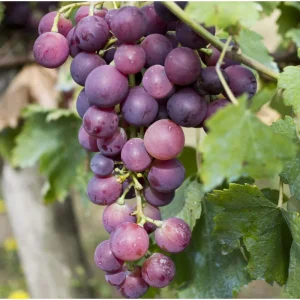 Midgley Grape Vine Live Plant Seedless Purple Blue Grapefruit 1-2 Ft Tall in Gallon Pot - Image 5