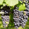 Midgley Grape Vine Live Plant Seedless Purple Blue Grapefruit 1-2 Ft Tall in Gallon Pot - Image 1