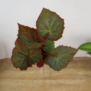 Midnight Magic Rex Begonia Live Plant - 4 Inch Pot, Indoor Houseplant - Image 2