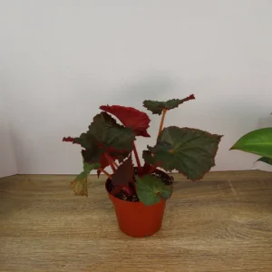Midnight Magic Rex Begonia Live Plant - 4 Inch Pot, Indoor Houseplant - Image 3