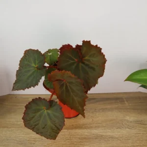 Midnight Magic Rex Begonia Live Plant - 4 Inch Pot, Indoor Houseplant - Image 4