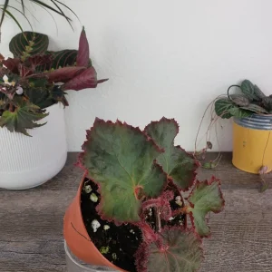 Midnight Magic Rex Begonia Live Plant - 4 Inch Pot, Indoor Houseplant - Image 5