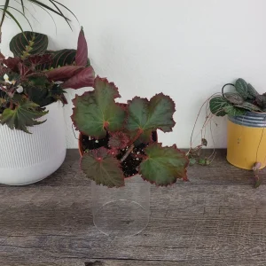 Midnight Magic Rex Begonia Live Plant - 4 Inch Pot, Indoor Houseplant - Image 6