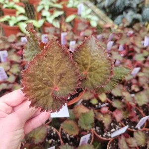 Midnight Magic Rex Begonia Live Plant - 4 Inch Pot, Indoor Houseplant - Image 7