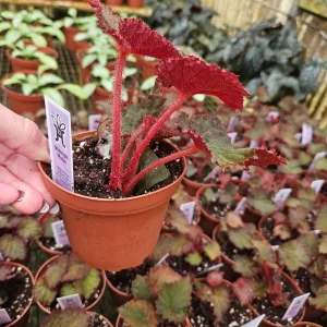 Midnight Magic Rex Begonia Live Plant - 4 Inch Pot, Indoor Houseplant - Image 8