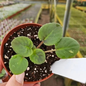 Midnight Twist African Violet Live Plant – 4 Inch Pot – Indoor Houseplant - Image 2