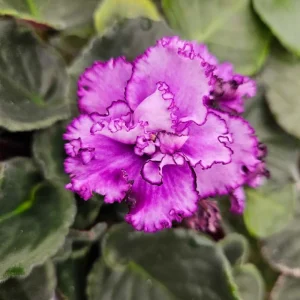 Midnight Twist African Violet Live Plant – 4 Inch Pot – Indoor Houseplant - Image 1
