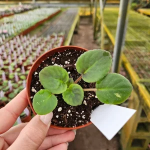 Midnight Twist African Violet Live Plant – 4 Inch Pot – Indoor Houseplant - Image 3