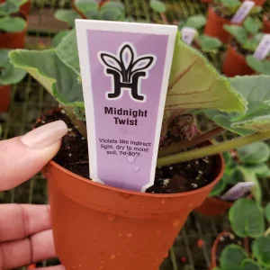 Midnight Twist African Violet Live Plant – 4 Inch Pot – Indoor Houseplant - Image 4