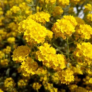 Milk Crape Myrtle Cuttings - 7 Fast Grow Cuttings for Rooting Plant - Indoor/Outdoor - Image 2