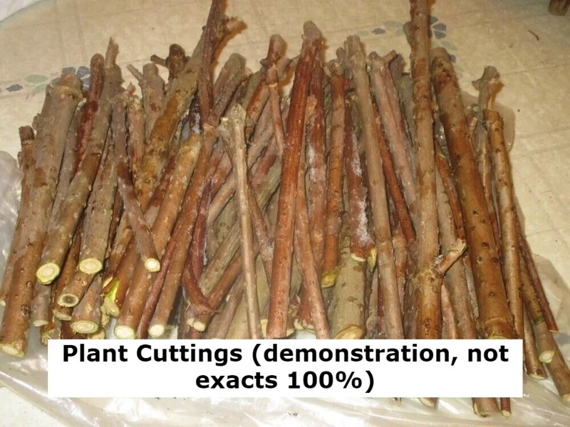 Milk Crape Myrtle Cuttings - 7 Fast Grow Cuttings for Rooting Plant - Indoor/Outdoor - Image 3