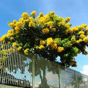 Milk Crape Myrtle Cuttings - 7 Fast Grow Cuttings for Rooting Plant - Indoor/Outdoor - Image 4